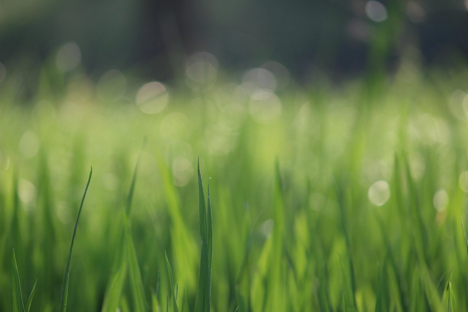 When to Apply Micronutrients to Your Lawn